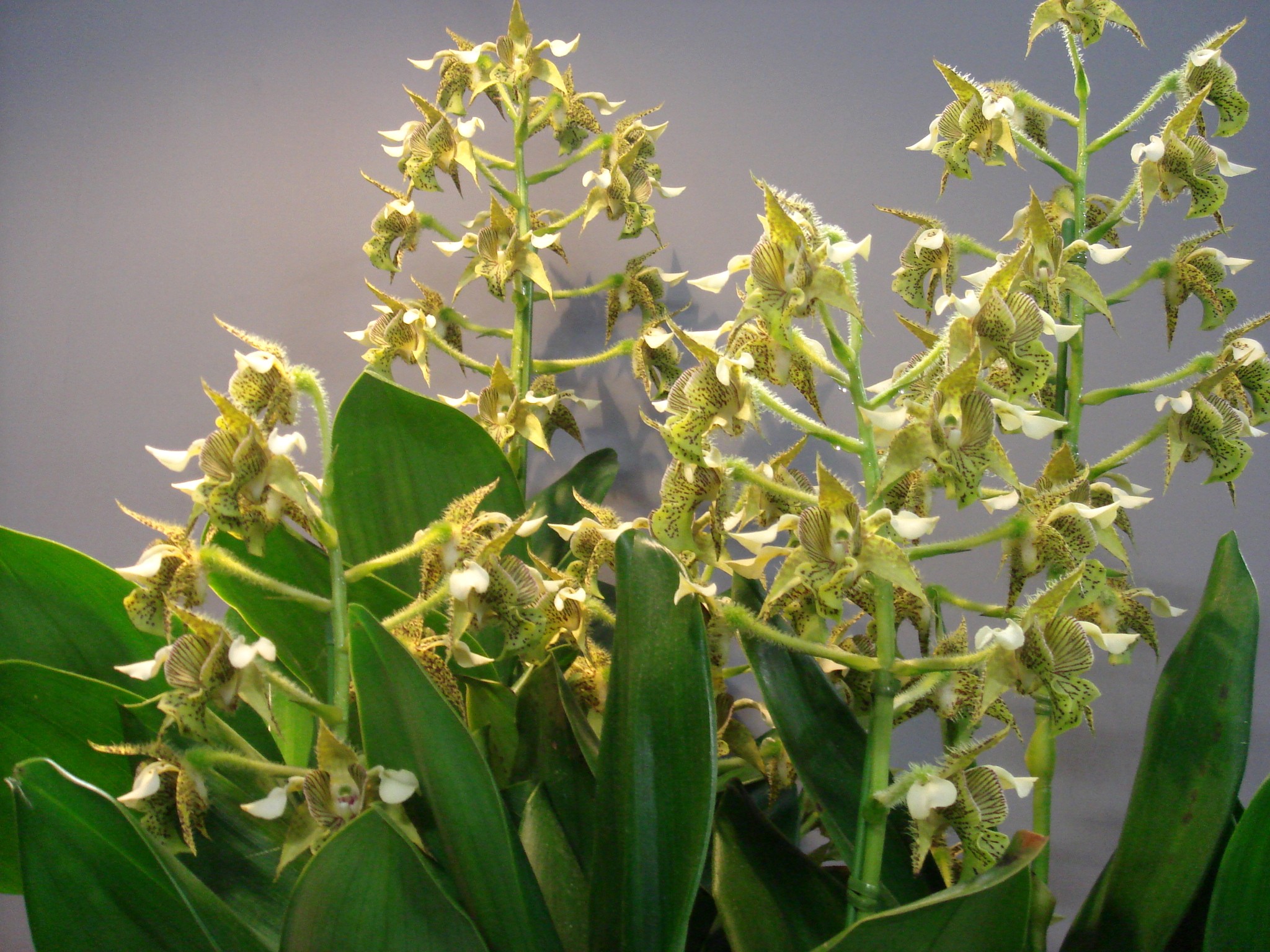 Dendrobium macrophyllum A. Richard